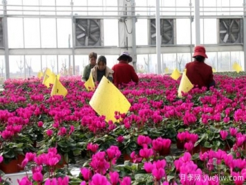 扬州高邮：每天发货30万株，花工厂绽放乡村振兴致富花