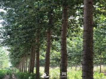 河南周口：培育出不飞絮的杨树新品种