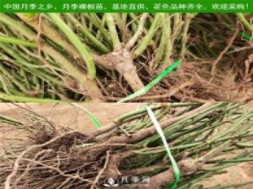 月季裸根苗，小高杆月季和3公分月季树发往陕西