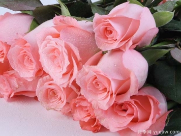 戴安娜玫瑰的花语是什么？有图片的更好？