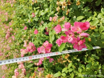 安吉拉月季盆栽苗，60厘米高基地发货