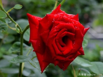 2023年情人节十大玫瑰品种销量榜，卡罗拉位居首位