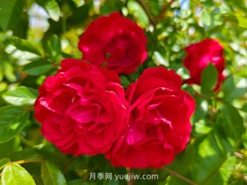 月季红木香爆花机器，花艳丽花量大花期长