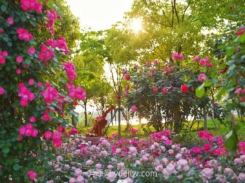 上海前滩休闲公园，月季花海盛景等你赏