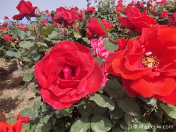 月季、玫瑰、蔷薇分别是什么？如何区别？
